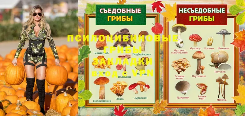 Псилоцибиновые грибы MAGIC MUSHROOMS  закладка  Буинск 